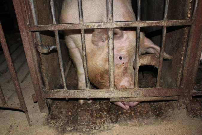 Sow stalls at Springview Piggery NSW