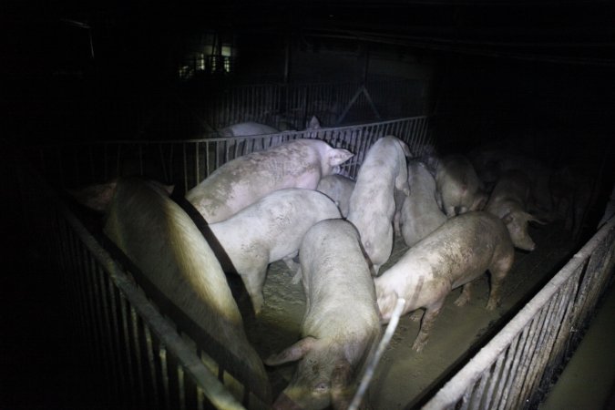 Grower/finisher pigs at Narrogin Piggery WA