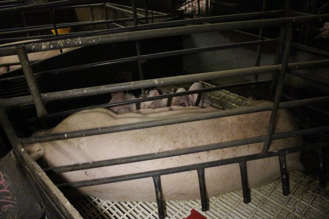 Farrowing crates at Dublin Piggery SA