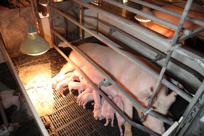 Farrowing crates at CEFN Breeder Piggery QLD