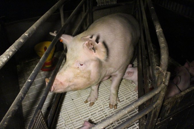 Farrowing crates at Dublin Piggery SA