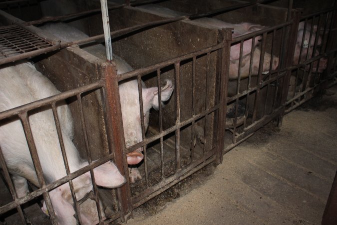 Sow stalls at Springview Piggery NSW