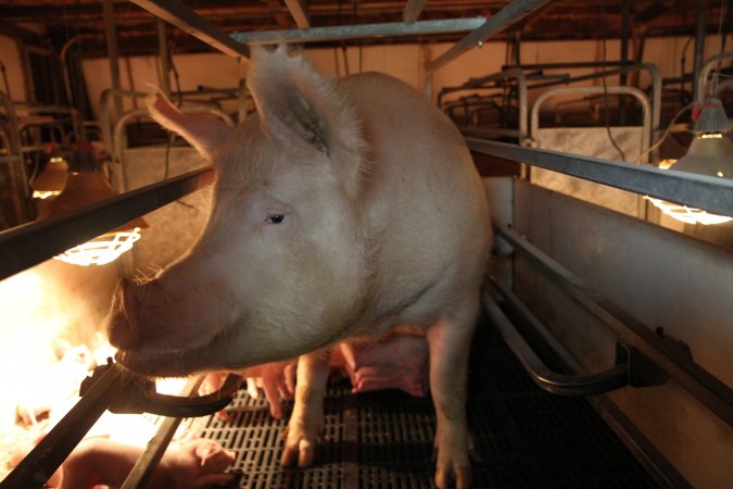 Farrowing crates at CEFN Breeder Piggery QLD