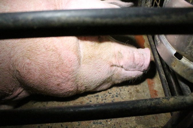 Farrowing crates at Wellington Piggery SA