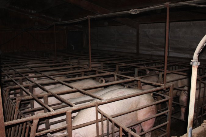 Sow stalls at Springview Piggery NSW