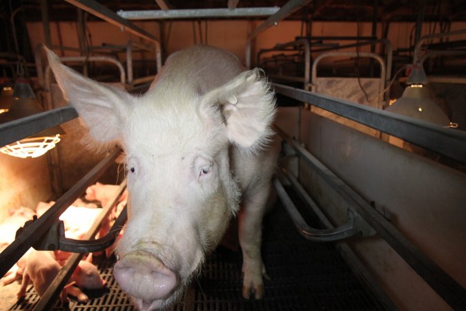 Farrowing crates at CEFN Breeder Piggery QLD