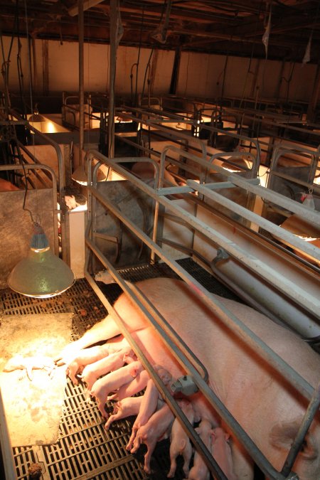 Farrowing crates at CEFN Breeder Piggery QLD