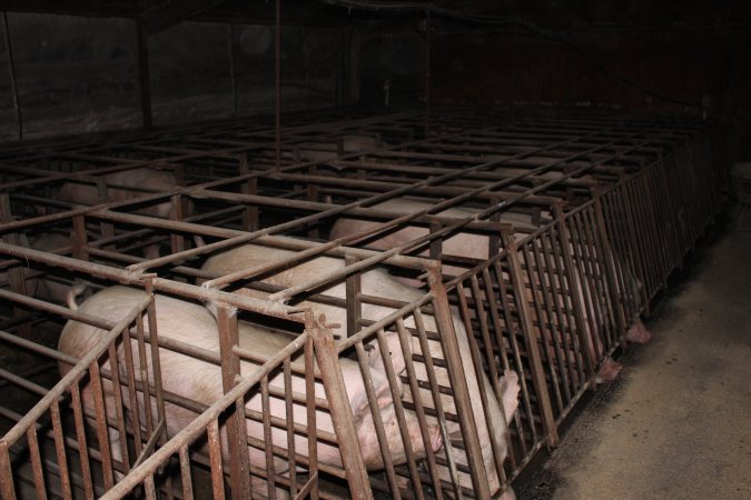 Sow stalls at Springview Piggery NSW