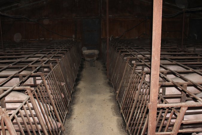 Sow stalls at Springview Piggery NSW