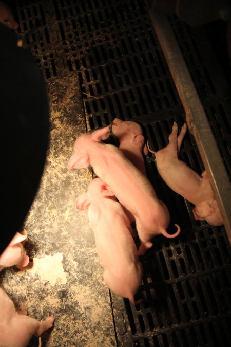 Farrowing crates at CEFN Breeder Piggery QLD