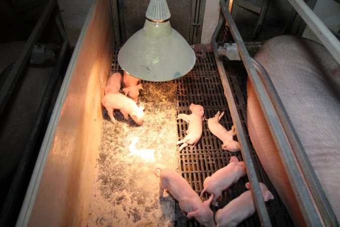 Farrowing crates at CEFN Breeder Piggery QLD