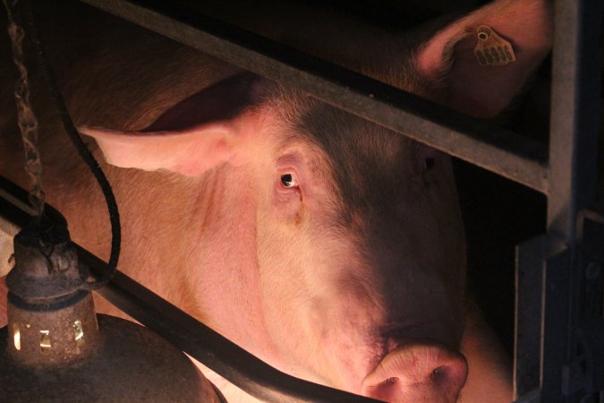 Farrowing crates at Wasleys Tailem Bend Piggery SA