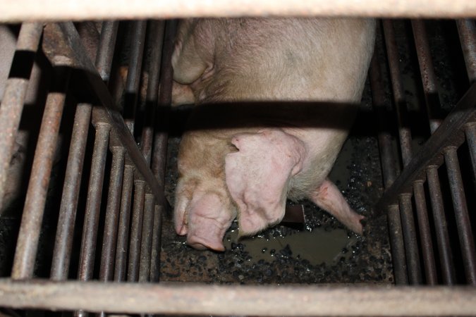 Sow stalls at Springview Piggery NSW