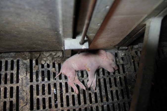 Dead piglet outisde farrowing crate