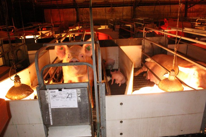 Farrowing crates at Wasleys Tailem Bend Piggery SA