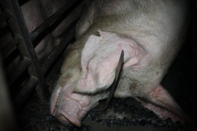 Sow stalls at Springview Piggery NSW