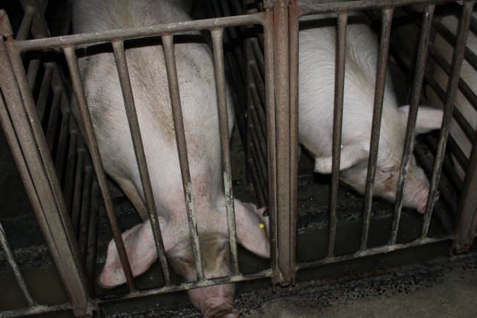 Sow stalls at Springview Piggery NSW