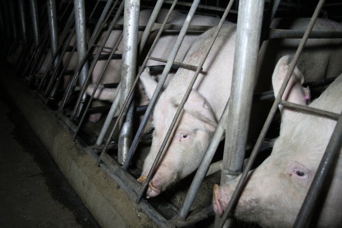 Sow stalls at CEFN Breeder Piggery QLD