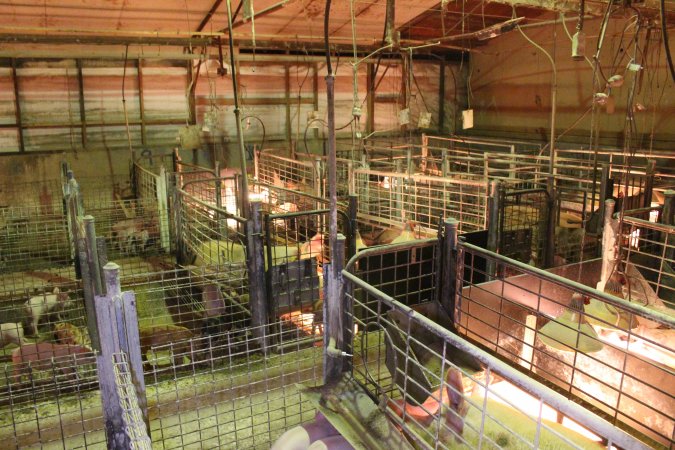 Farrowing crates at St Arnaud Piggery VIC