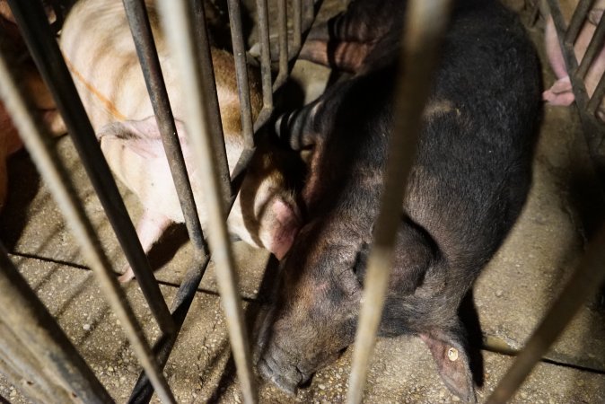 Boars in boar stalls