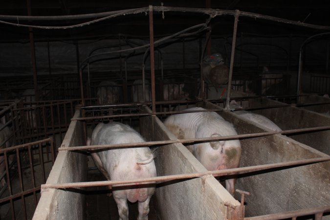 Boars in boar stalls