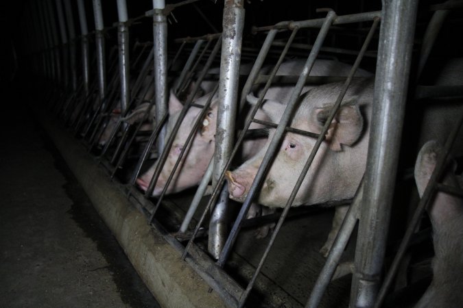 Sow stalls at CEFN Breeder Piggery QLD