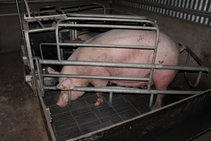 Farrowing crates at Selko Piggery NSW