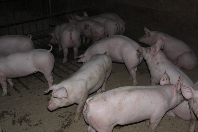 Grower/finisher pigs