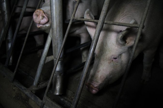 Sow stalls at CEFN Breeder Piggery QLD