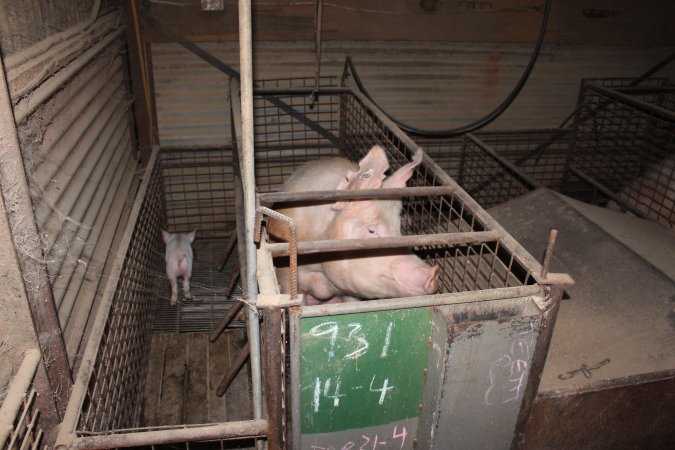 Farrowing crates at Willawa Piggery NSW