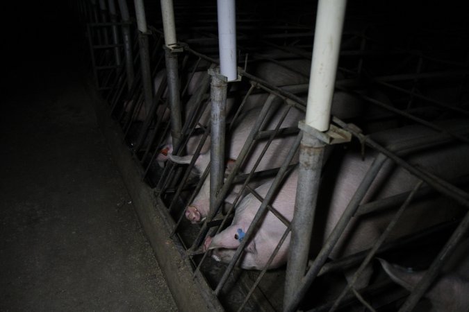 Sow stalls at CEFN Breeder Piggery QLD