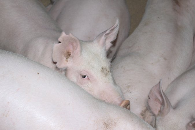 Grower/finisher pigs