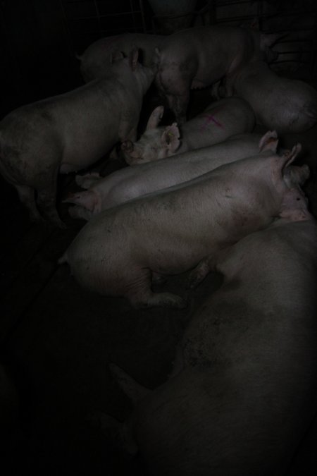 Group sow housing
