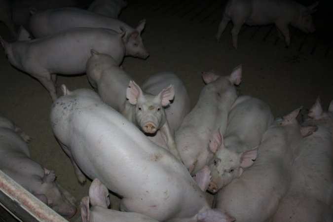 Grower/finisher pigs