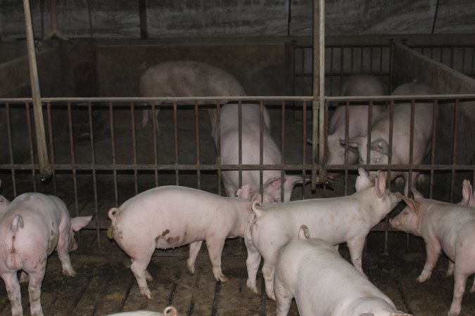 Grower/finisher pigs