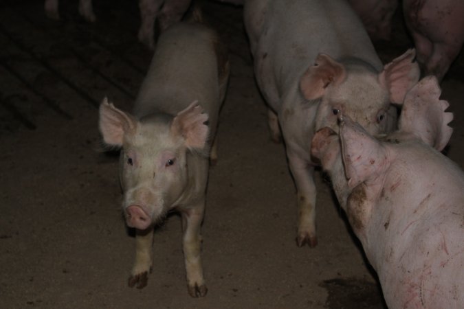 Grower/finisher pigs