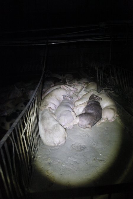 Grower/finisher pigs living in excrement