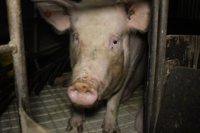 Farrowing crates at Dublin Piggery SA