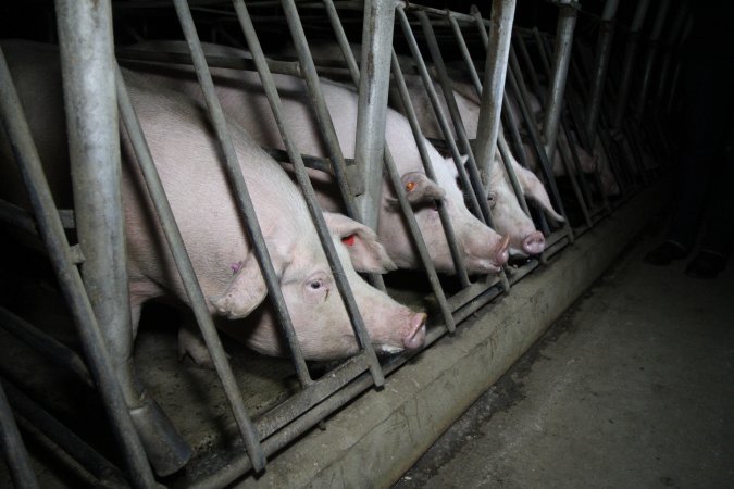 Sow stalls at CEFN Breeder Piggery QLD