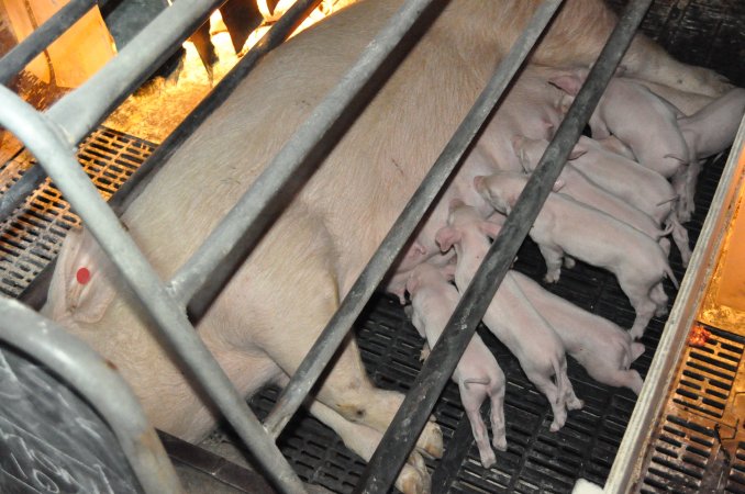 Farrowing crates at CEFN Breeder Piggery QLD