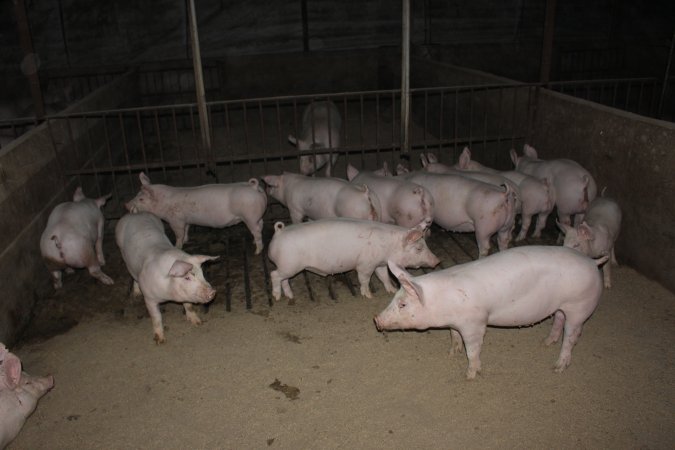 Grower/finisher pigs