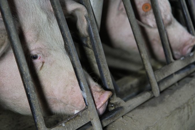 Sow stalls at CEFN Breeder Piggery QLD