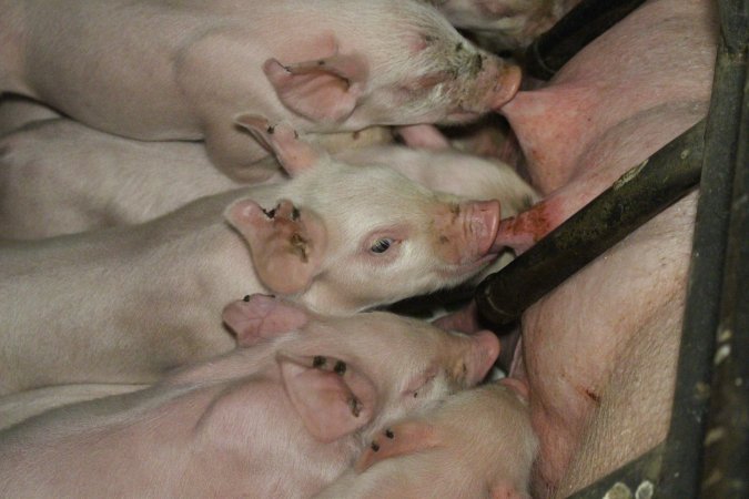 Piglets suckling