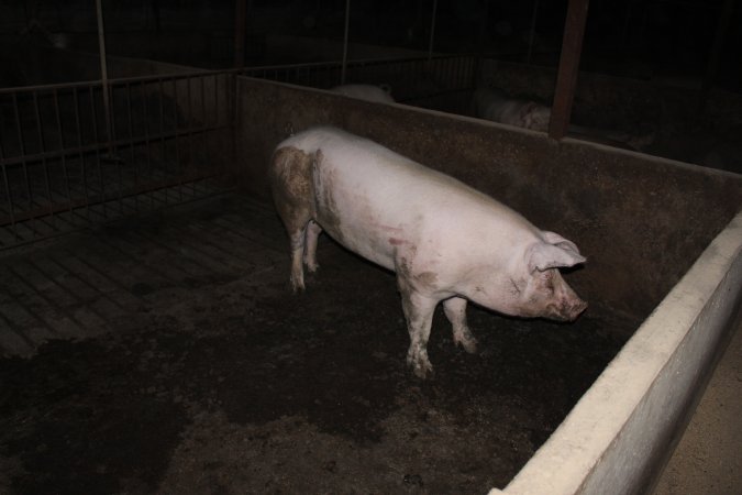 Grower/finisher pigs