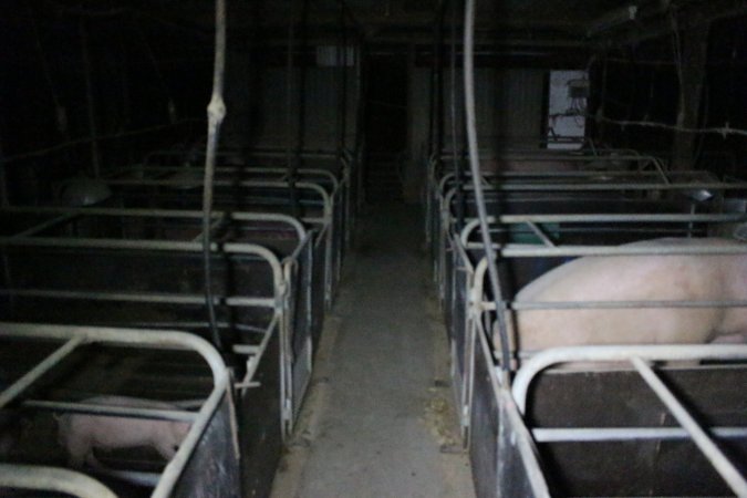 Farrowing crates at Wellington Piggery SA