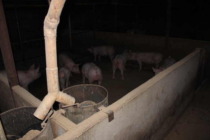 Grower/finisher pigs