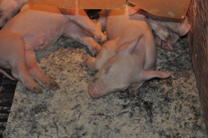 Farrowing crates at CEFN Breeder Piggery QLD