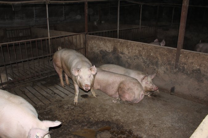 Grower/finisher pigs