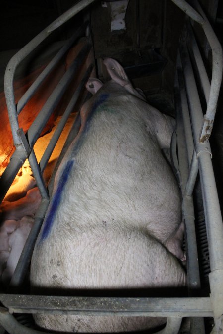 Farrowing crates at Deni Piggery NSW