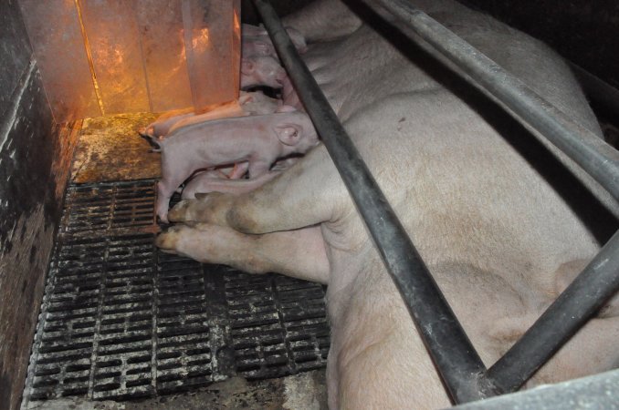 Farrowing crates at CEFN Breeder Piggery QLD